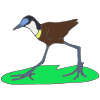 African Jacana