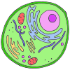 Cell