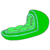 Chloroplast