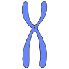 chromosome