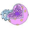 Nucleus