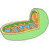 Mitochondria Picture