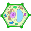 Plant Cell