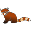 Red Panda Picture