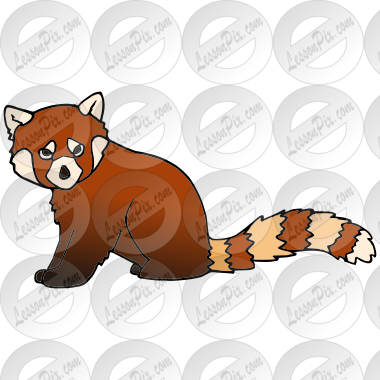 Red Panda