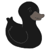 Black Duck Picture