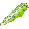 Lettuce Leaf
