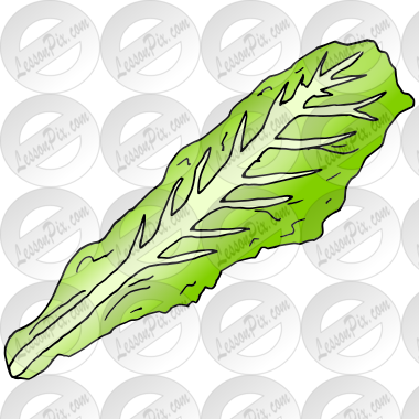 Lettuce Leaf