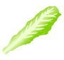 Lettuce Leaf