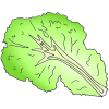 Lettuce Leaf