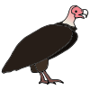 Vulture Picture