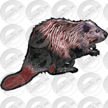 Beaver