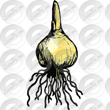 Bulb