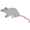 Rat Picture