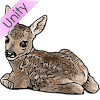 Fawn Picture