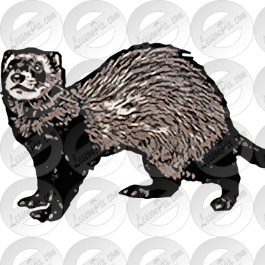 Ferret