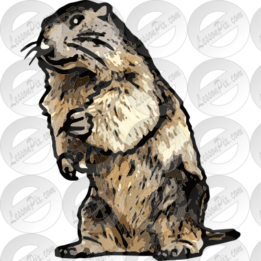 Groundhog