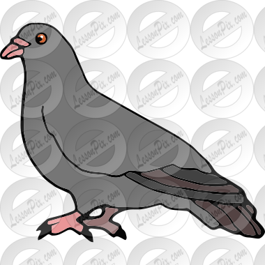 Pigeon