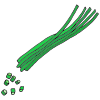Chives