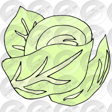 Cabbage