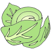 Cabbage