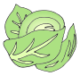 Cabbage