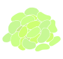 Lima Beans