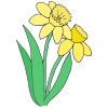 daffodils Picture