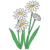 Daisies Picture