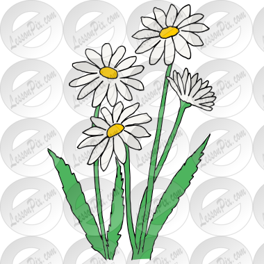 Daisies Picture