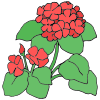 Geraniums