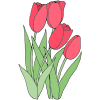 Tulips