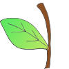 Stem