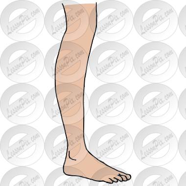 Leg