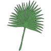Palm+Branch Picture
