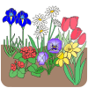 Daisies