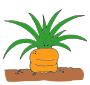 Carrot  Picture