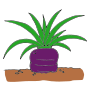 Carrot  Picture