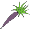 Purple Carrot Picture