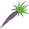 Purple Carrot