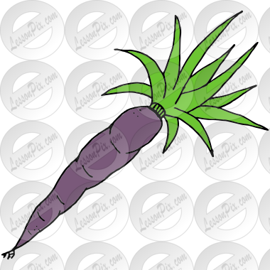 Purple Carrot