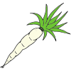 White Carrot Picture