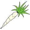 White Carrot