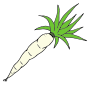 White Carrot