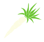 White Carrot