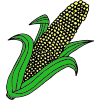 Corn Picture