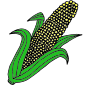 Corn Picture