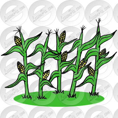 Corn Stalks