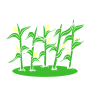 Corn Stalks
