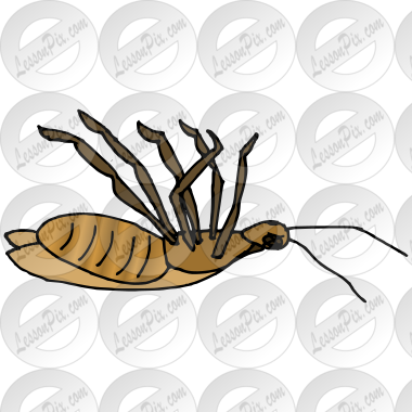 Dead Bug